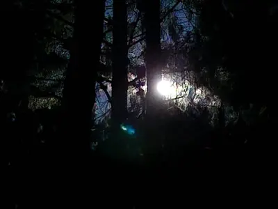 a sun shining through a forest with trees at night at AmaZeng chalet Wolf in Lydenburg