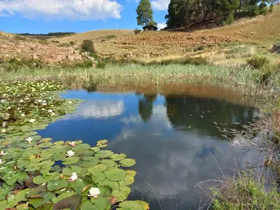 a pond with water lilies in a field at AmaZeng chalet Wolf in Lydenburg