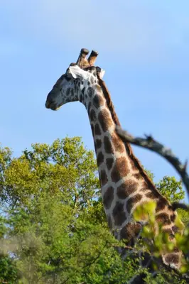 a giraffe standing in front of some trees at Guesthouse Charis in Pretoria