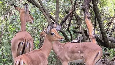 a group of gazelle standing in a forest at Elements Private Golf Reserve 123 in Warmbaths