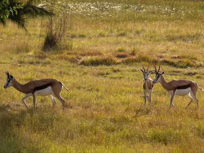 three deer standing in a field of grass at Airport Bird & Game Lodge in Kempton Park