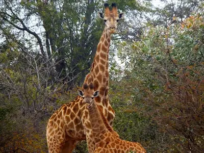two giraffes are standing next to each other at Iphofolo Lodge & Tented Camp in Vivo
