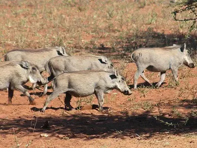 a group of pigs walking in a field at Iphofolo Lodge & Tented Camp in Vivo