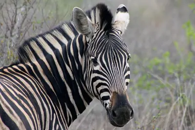 a close up of a zebra standing in a field at Iphofolo Lodge & Tented Camp in Vivo