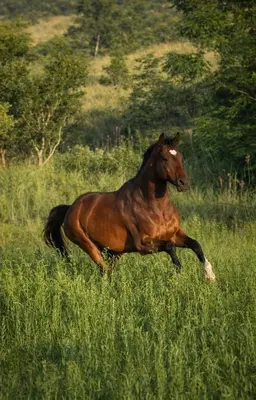 a brown horse running in a field of tall grass at Seid Manor Wellness and Healing Retreat in Hartbeespoort