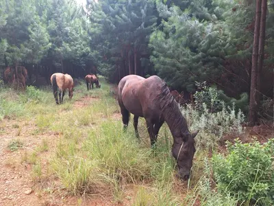 three horses grazing in a field of grass at AmaZeng farmhouse Mustang in Lydenburg