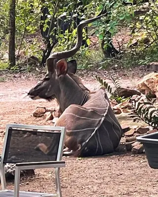 a antelope laying on the ground next to a laptop at Kudu House-Solar & Water Backup in Marloth Park