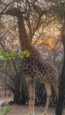 a giraffe is standing next to a tree at Kudu House-Solar & Water Backup in Marloth Park