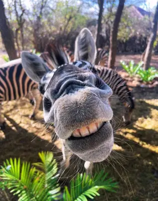 a close up of a zebra with its mouth at Kudu House-Solar & Water Backup in Marloth Park