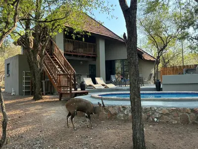 a deer standing in front of a house with a pool at Giraffe Bush by J & J in Marloth Park