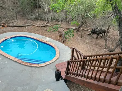 a swimming pool with two animals in the woods at Giraffe Bush by J & J in Marloth Park