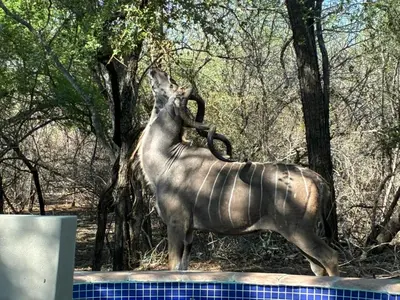 a statue of an elephant standing next to trees at Giraffe Bush by J & J in Marloth Park