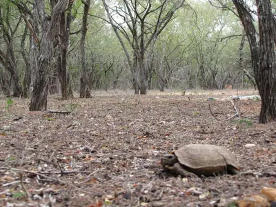 a tortoise is laying on the ground in the woods at Umvangazi Rest in Marloth Park