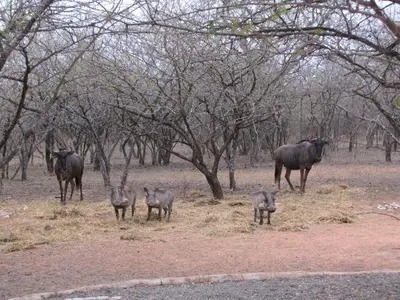 a group of animals standing in a field with trees at Umvangazi Rest in Marloth Park