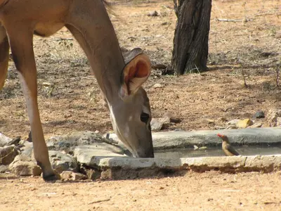 a horse is drinking water from auddle istg at Umvangazi Rest in Marloth Park