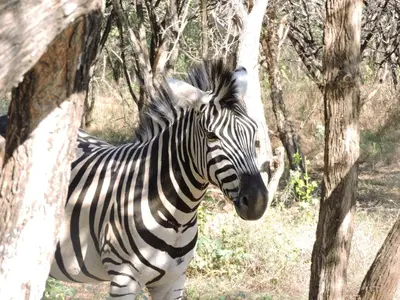 a zebra standing next to a tree at Umvangazi Rest in Marloth Park