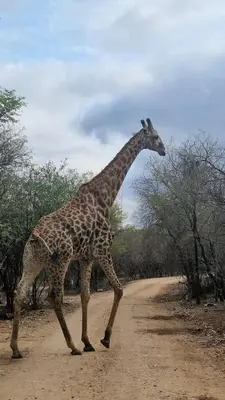 a giraffe walking on a dirt road at Krek Wak Wou Bush Villa in Marloth Park