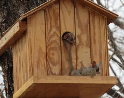 two squirrels sitting in a wooden bird house at Krek Wak Wou Bush Villa in Marloth Park