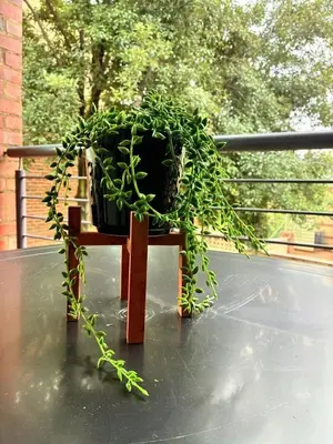 a potted plant sitting on a wooden bench at Apartment of Convenience-In the heart of Midrand in Midrand
