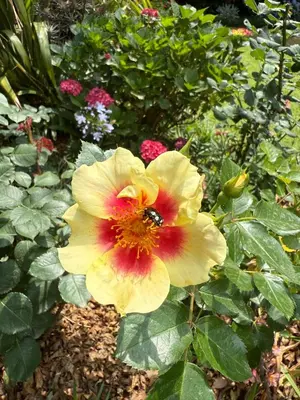 a yellow flower with a bumble bee on it at Tambo Touchdown Suites in Benoni