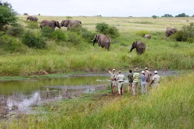 a group of people standing in a field with elephants in the background at Kapama Southern Camp in Kapama Private Game Reserve