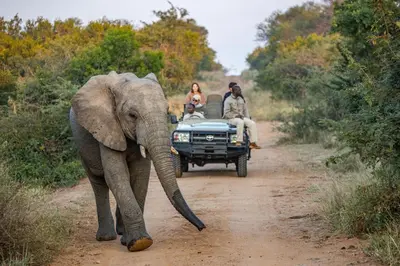 an elephant walking down a dirt road with people in a truck at Kapama Southern Camp in Kapama Private Game Reserve