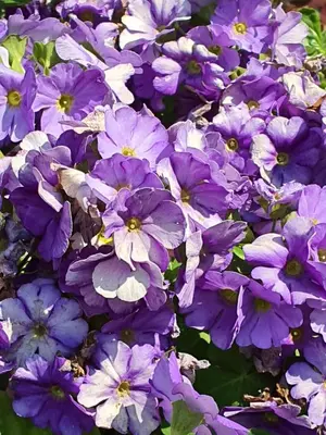 a bunch of purple and white flowers at Heuglins Lodge in White River