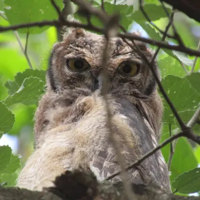 an owl sitting in a tree looking at the camera at Heuglins Lodge in White River