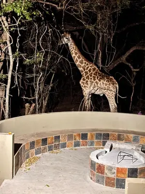 a giraffe standing on top of a wall next to a tree at Lodana -next to Crocodile River in Marloth Park