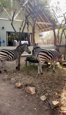 a group of zebras eating watermelon from a trough at Lodana -next to Crocodile River in Marloth Park