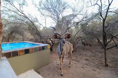 a gazelle standing next to a swimming pool at Lodana -next to Crocodile River in Marloth Park