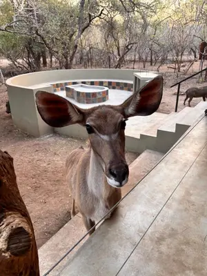 a deer with large ears standing on some steps at Lodana -next to Crocodile River in Marloth Park
