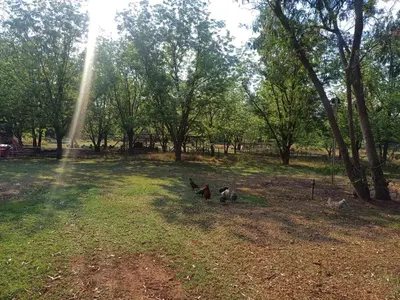 a group of animals walking in a field with trees at Jireh in Pretoria