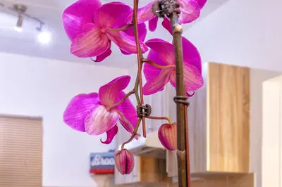 a group of pink flowers in a vase at City Retreat Safari Sunninghill in Sandton