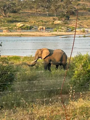 an elephant standing in the grass near a body of water at Kruger Tree Lodge in Marloth Park