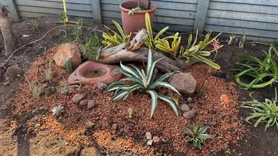 a garden with plants and rocks and a log at Tierra de Sueños in Pretoria