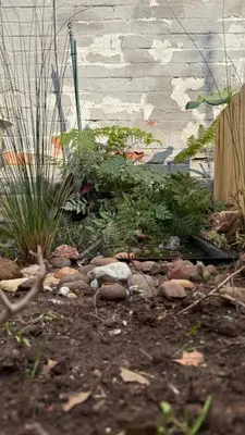 a garden with rocks and plants in the dirt at Tierra de Sueños in Pretoria