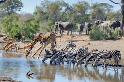 a giraffe and a herd of zebras at a watering hole at Mbombela Sunrise Retreat in Boschrand