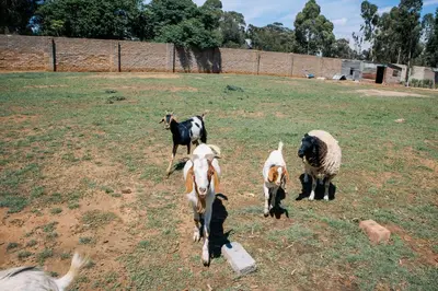 a group of goats and sheep in a field at La Grande in Benoni