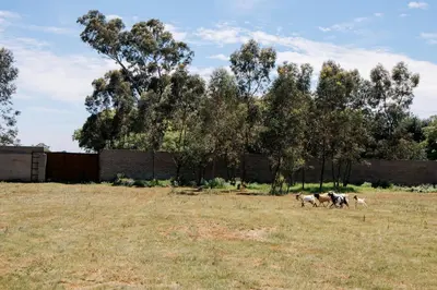a group of animals running in a field at La Grande in Benoni