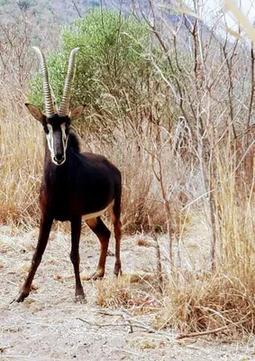 an antelope with long horns walking in a field at A Farm Experience at Shoulder Mountain Products in Vaalwater