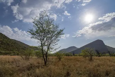 a tree in a field with mountains in the background at A Farm Experience at Shoulder Mountain Products in Vaalwater