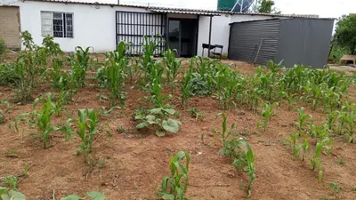 a field of plants in front of a house at River Rock Safari Hebron, Kgabakatsane