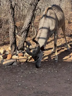 a gazelle with long horns grazing on the ground at Villa Leopards Lookout in Marloth Park