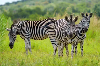 three zebras standing in a field of grass at Zebras Crossing in Modimolle