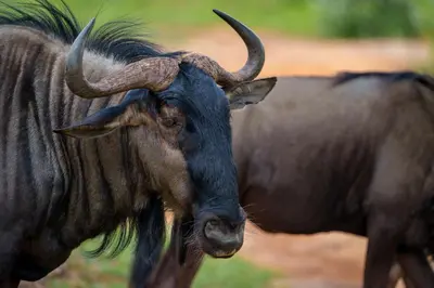 a bull with long horns is looking at the camera at Zebras Crossing in Modimolle