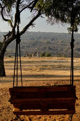 two giraffes are standing in a field with a swing at Zebras Crossing in Modimolle