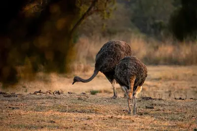 two birds standing next to each other in a field at Zebras Crossing in Modimolle