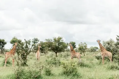 Gallery image of Monate Game Lodge in Modimolle