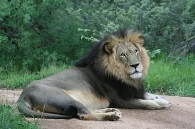 a lion laying on the ground in the grass at Tshukudu Bush Camp in Hoedspruit